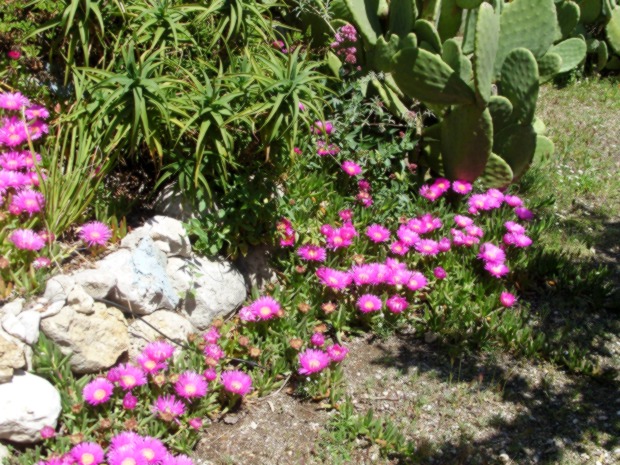 files/jardinete01.JPG