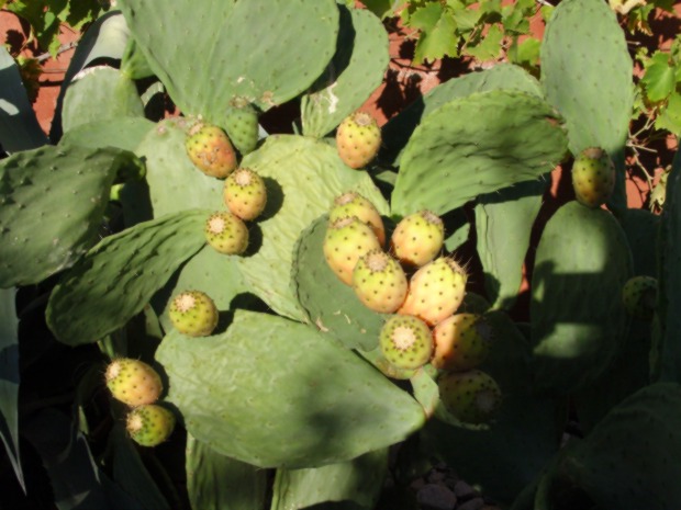 files/jardinfigues.JPG