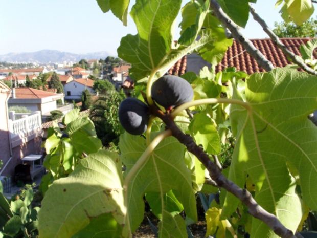 files/jardinfigues02.JPG