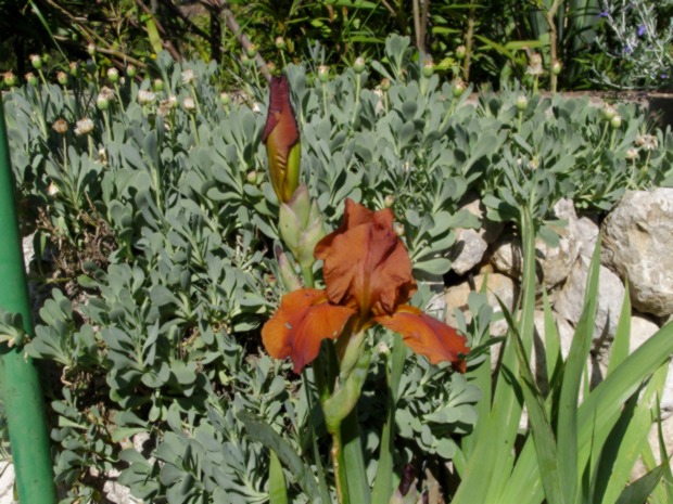 files/jardiniris.JPG