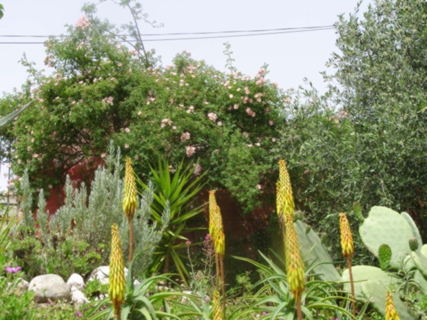 files/jardinprintemps.JPG
