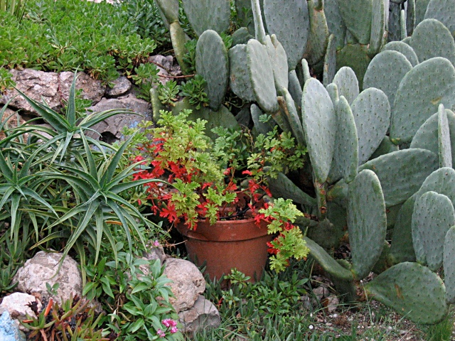 files/jardinrouge.JPG